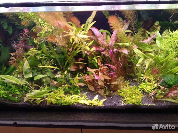Аквариумные растения