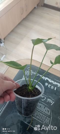 Антуриум Фентези Лав