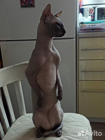 Донской сфинкс вязка кот