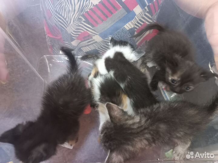 Котята в добрые руки