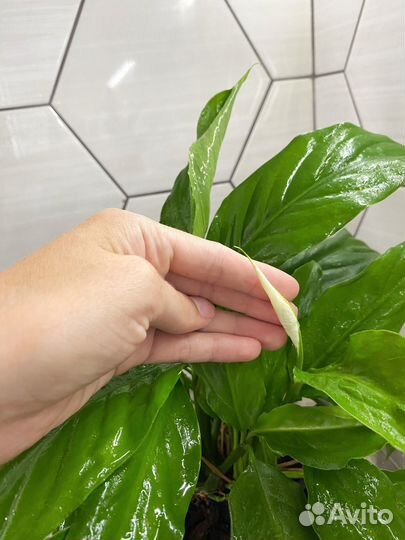 Спатифиллум