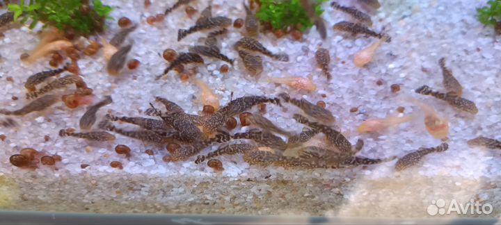 Аквариумные рыбки