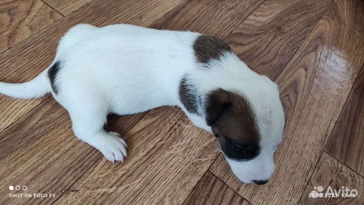 Джек Рассел терьер