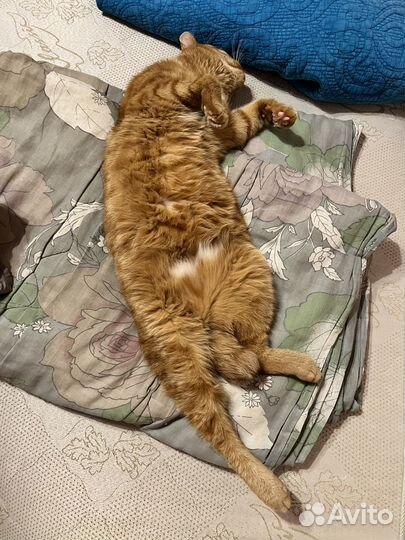 Отдам кота в добрые заботливые руки