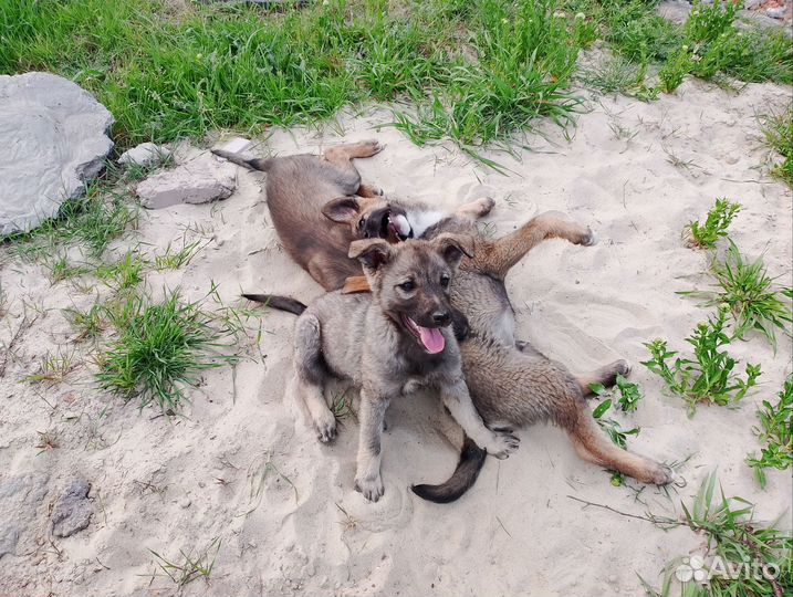 Собаки в добрые руки