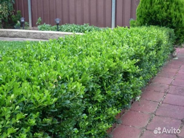 Самшит — вечнозеленый кустарник