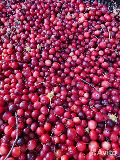 Клюква дикорастущая, клюква протёртая с сахаром