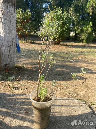 Крымская лаванда