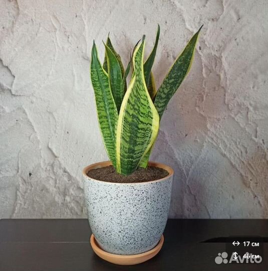 Сансевиерия щучий хвост