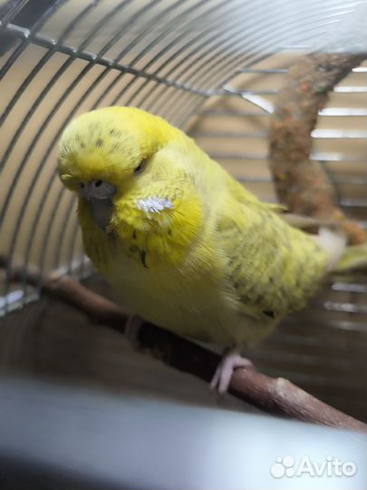 Попугаи ввп чехи