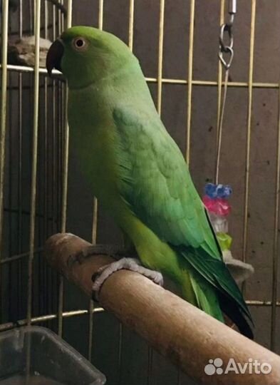 Ожереловый попугай самка
