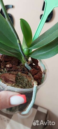 Орхидея фаленопсис Лозанна