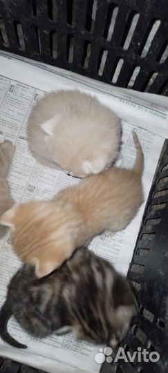 Отдам в добрые руки котят