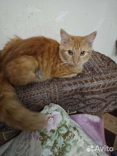 Кошка в дар бесплатно