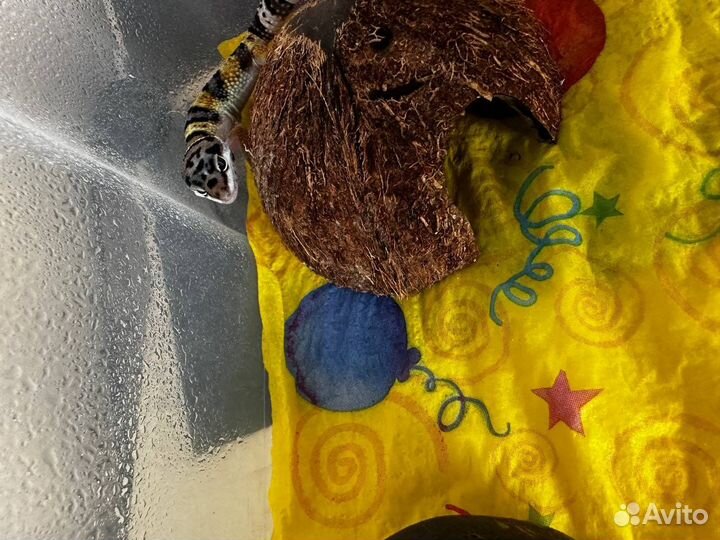 Эублефары самцы