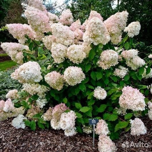 Гортензия Конфетти, С10 (1 саж.; 70-80 см)