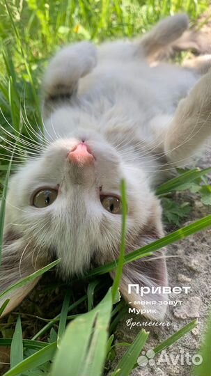 Котенок в дар
