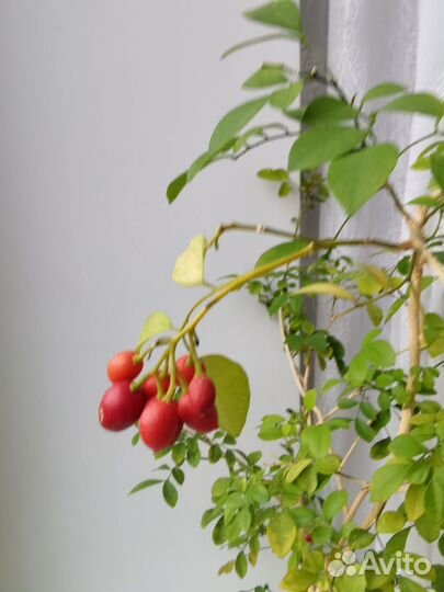 Мурайя карликовая семена