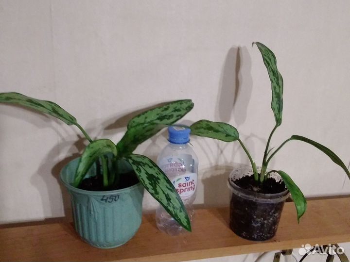 Бонсаи, актуально