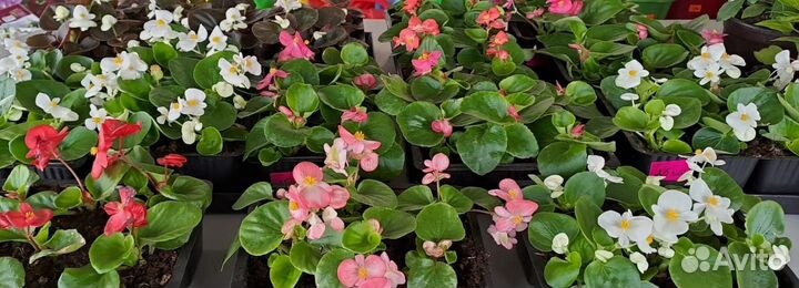 Садовые цветы