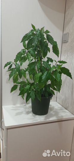 Гибискус Купера