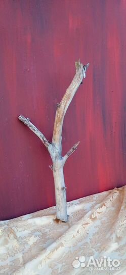 Коряги, корни