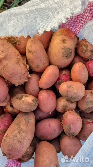 Картофель красный