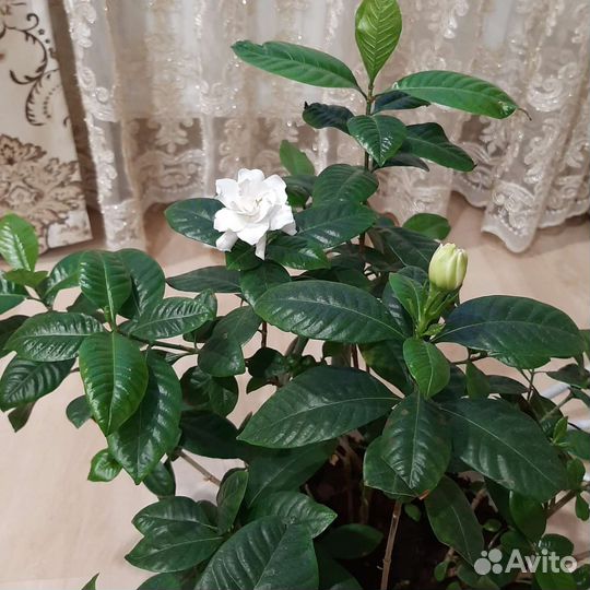 Гардения жасминовидная