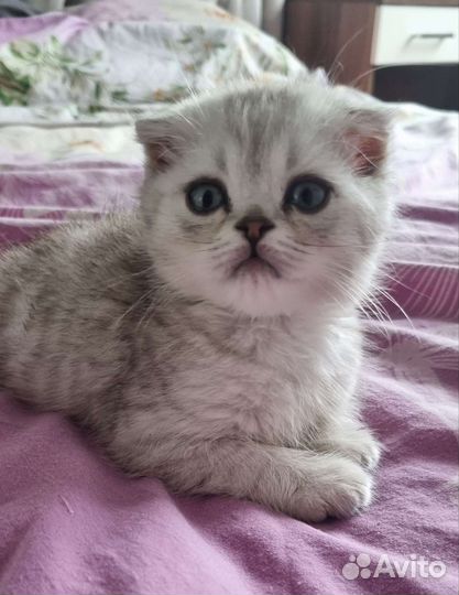 Шотландские вислоухие котята