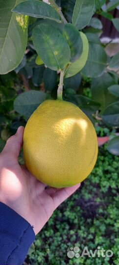 Лимонное дерево