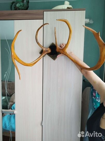 Рога оленя