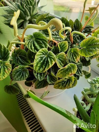 Комнатные растения