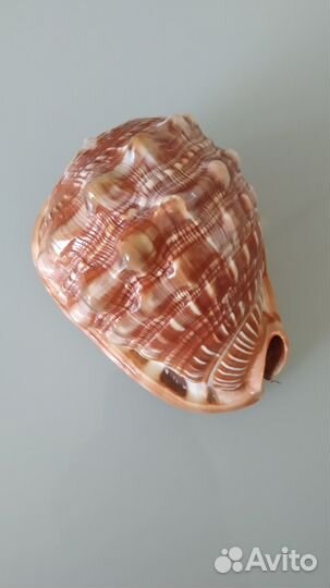 Морские ракушки