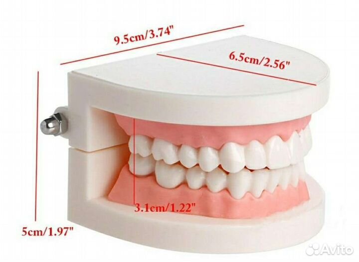 Модель челюсти, зубы