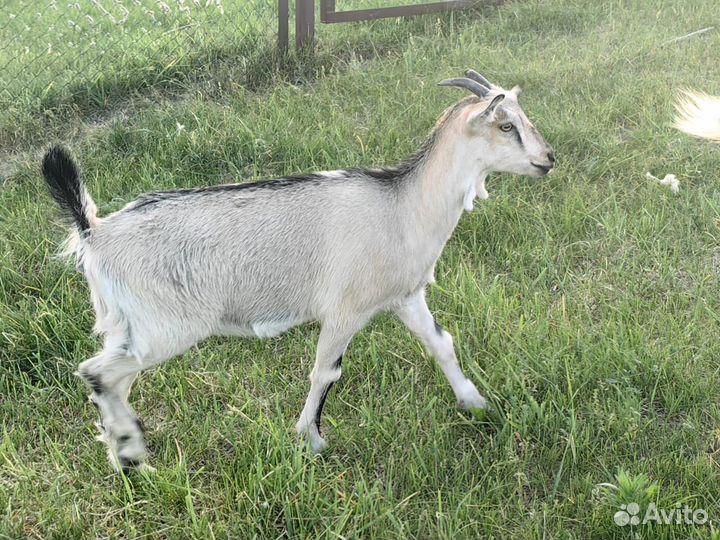 Коза и 2 козочки