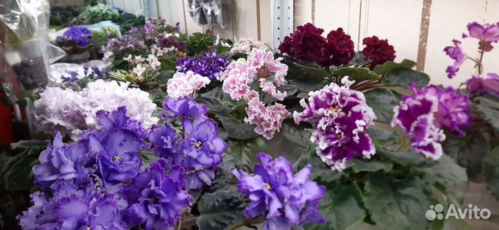 Фиалки сортовые