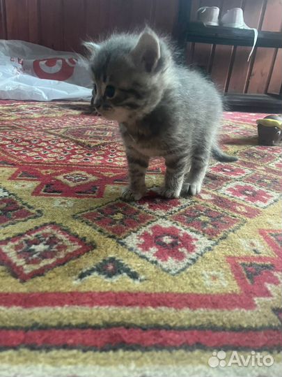 Котята в добрые руки бесплатно мальчик