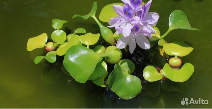 Водяной гиацинт
