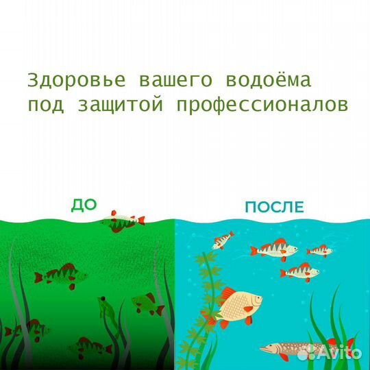 Хлорелла для пруда