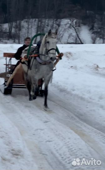 Орловский рысак кобыла