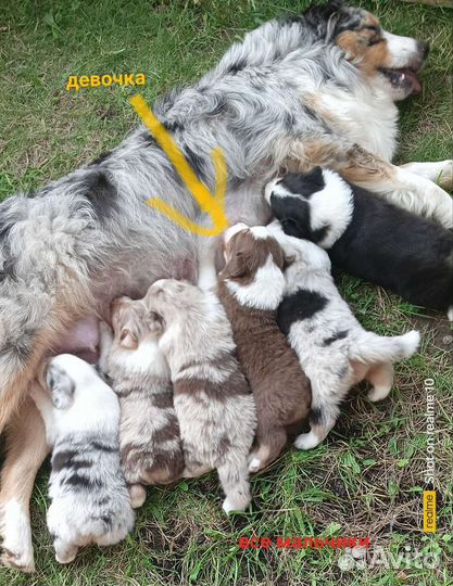 Австралийская овчарка