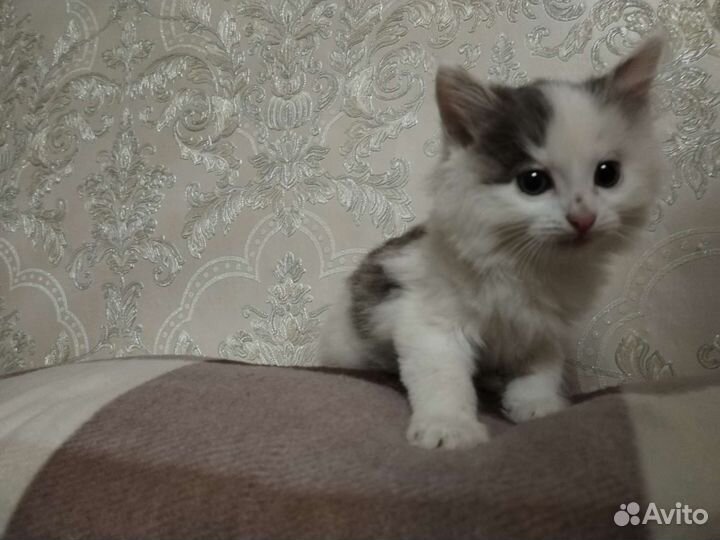 Кошки в добрые руки бесплатно