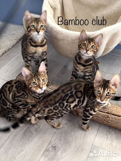 Бенгальские котята шоу класс