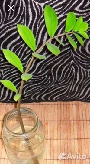 Замиокулькас