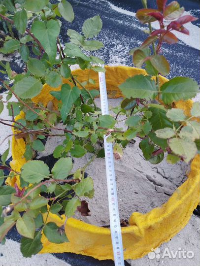 Ваза и бетонные кружочки для растений