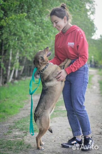 Маленькая ласковая собачка Ирма