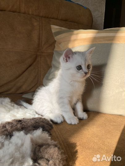 Шотландские котята