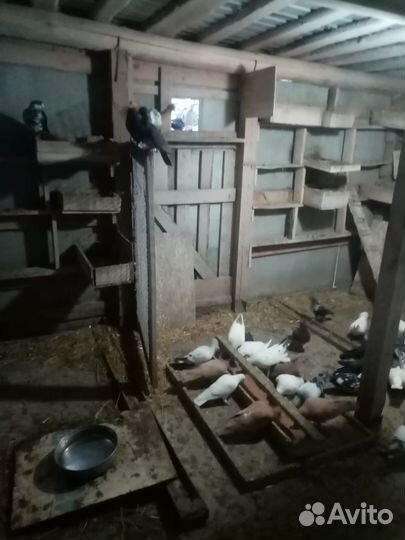 Продам голубей