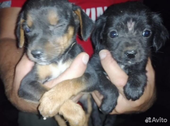 Малыши ищут дом