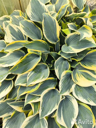 Хосты,лапчатка